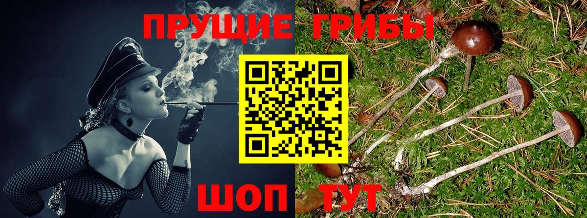 Элиста  Псилоцибиновые грибы мицелий  магазин продажи   Вход с VPN 